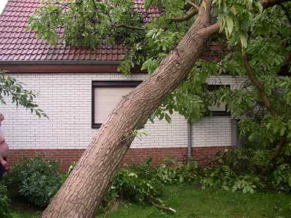 Baum wurde Stck fr Stck abgetragen